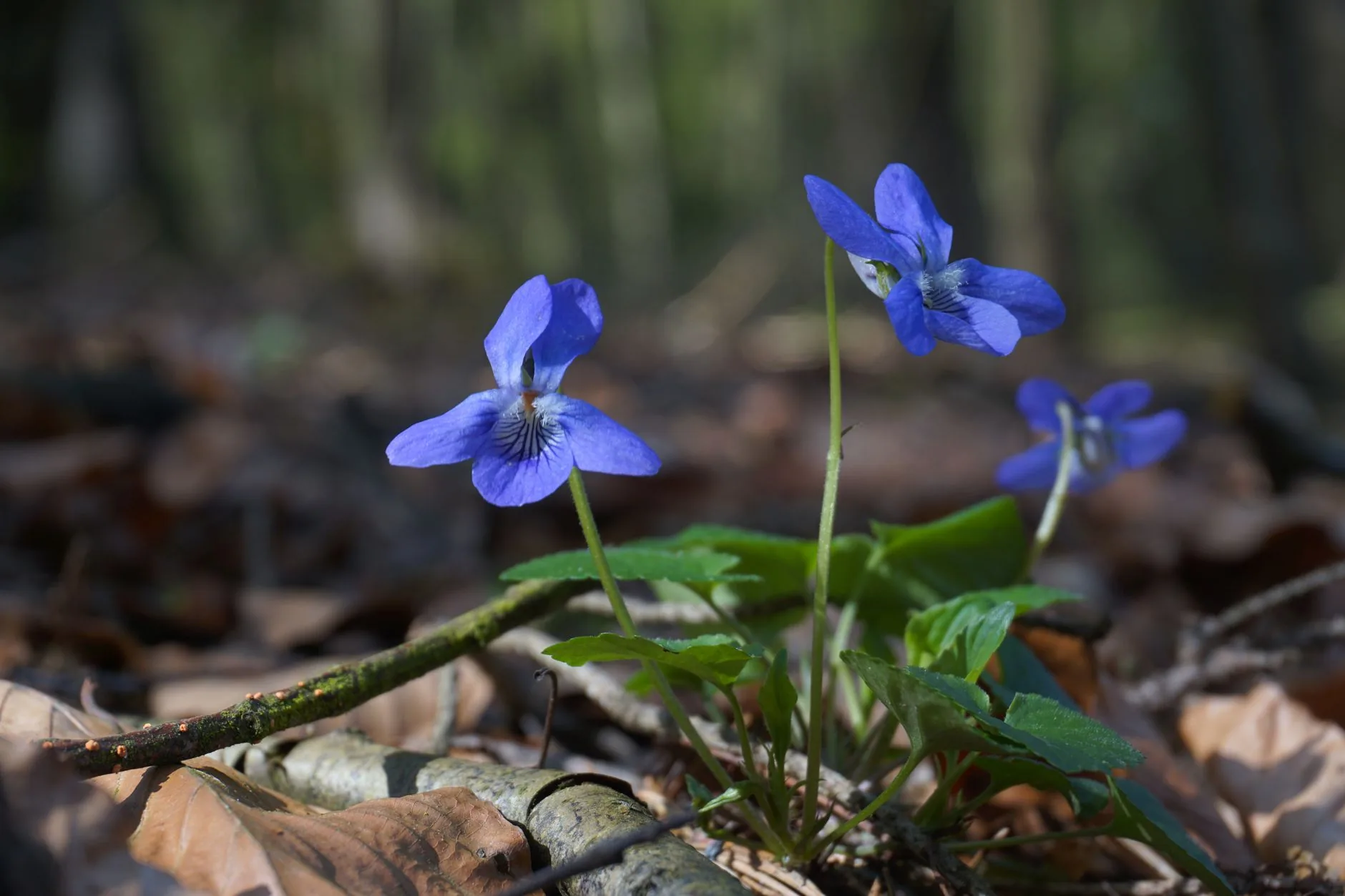 Violettes sauvages en fleur au printemps dans une forêt verdoyante