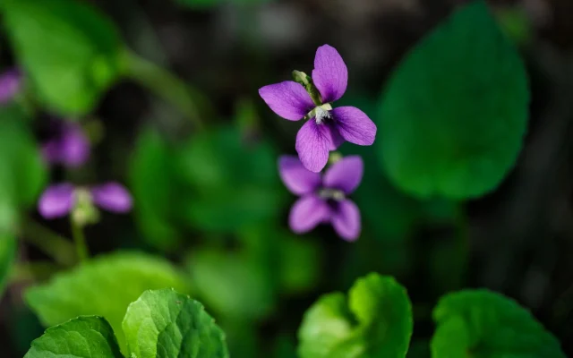 Violette sauvage : reconnaître les espèces et observer leur floraison en France