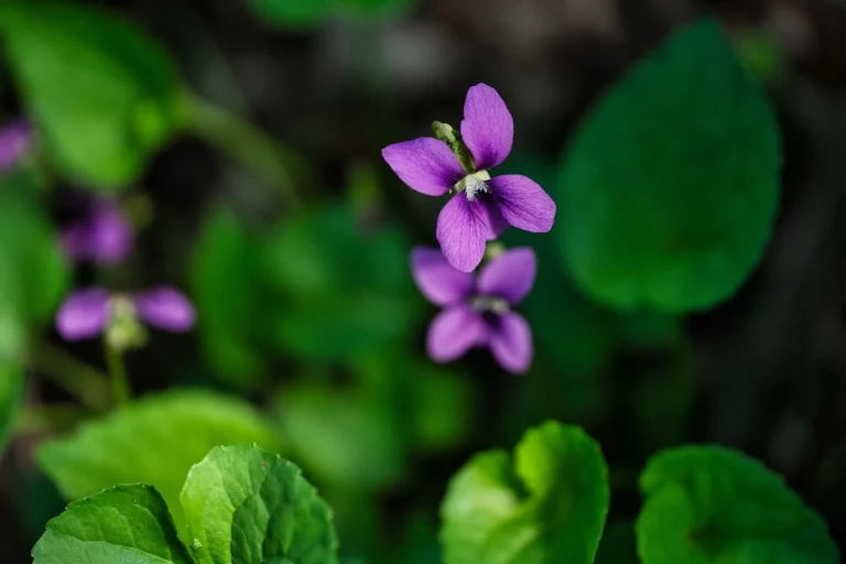 Violette sauvage : reconnaître les espèces et observer leur floraison en France