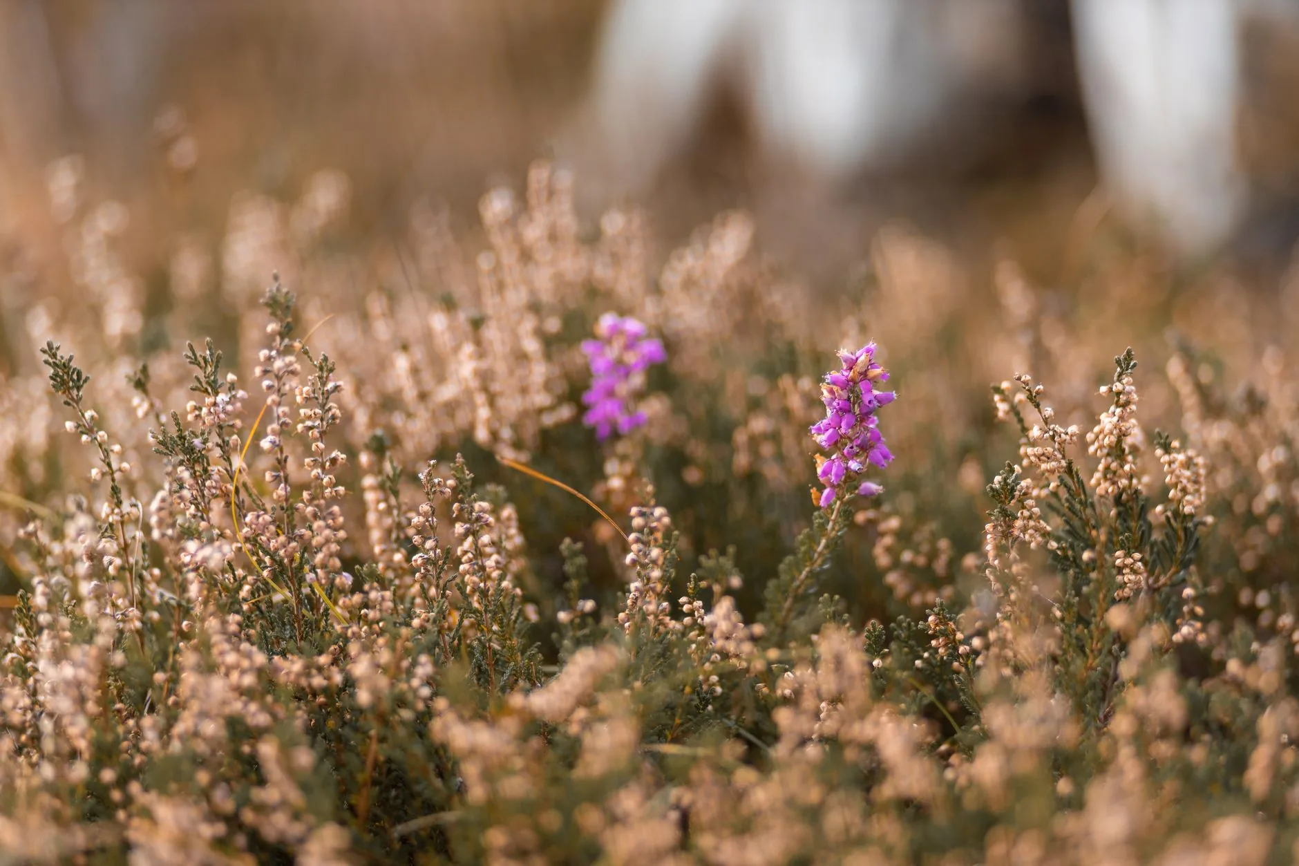 Deux fleurs de bruyère violettes épanouies parmi des tiges aux boutons secs beiges