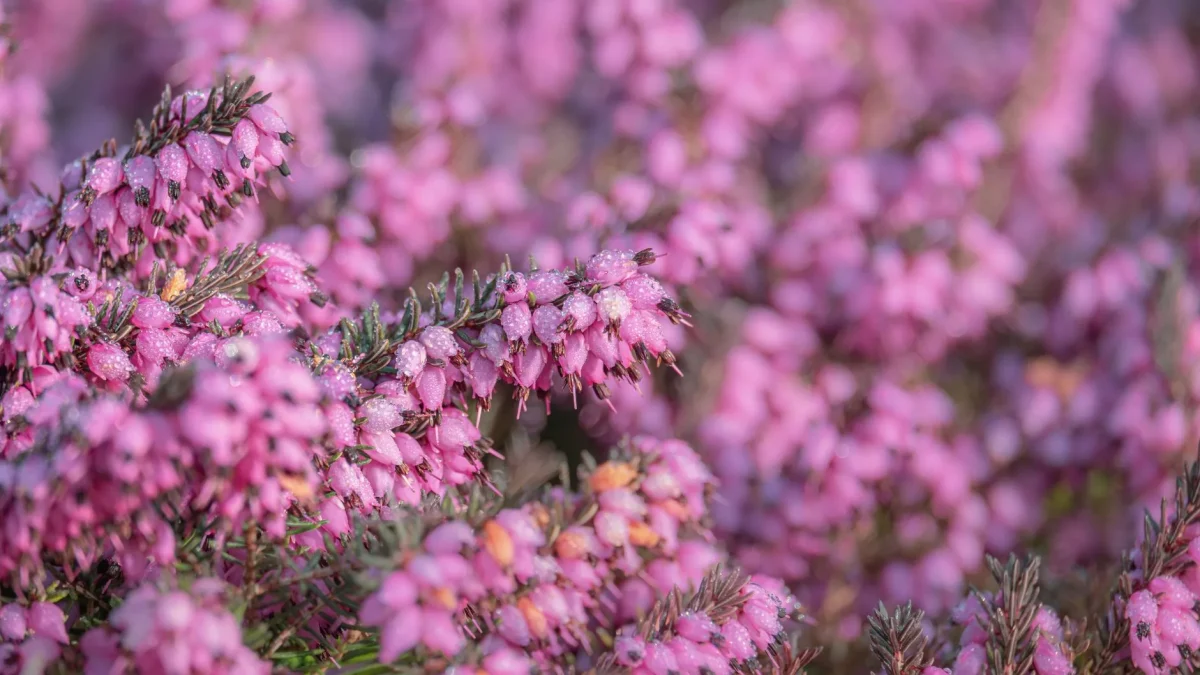 La fleur de bruyère : Erica, Calluna et leurs floraisons selon les saisons