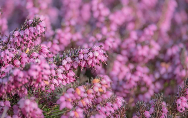La fleur de bruyère : Erica, Calluna et leurs floraisons selon les saisons