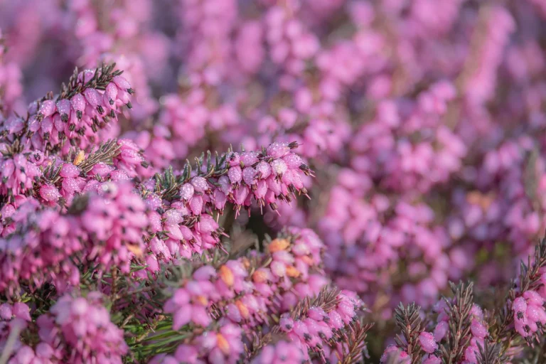 La fleur de bruyère : Erica, Calluna et leurs floraisons selon les saisons