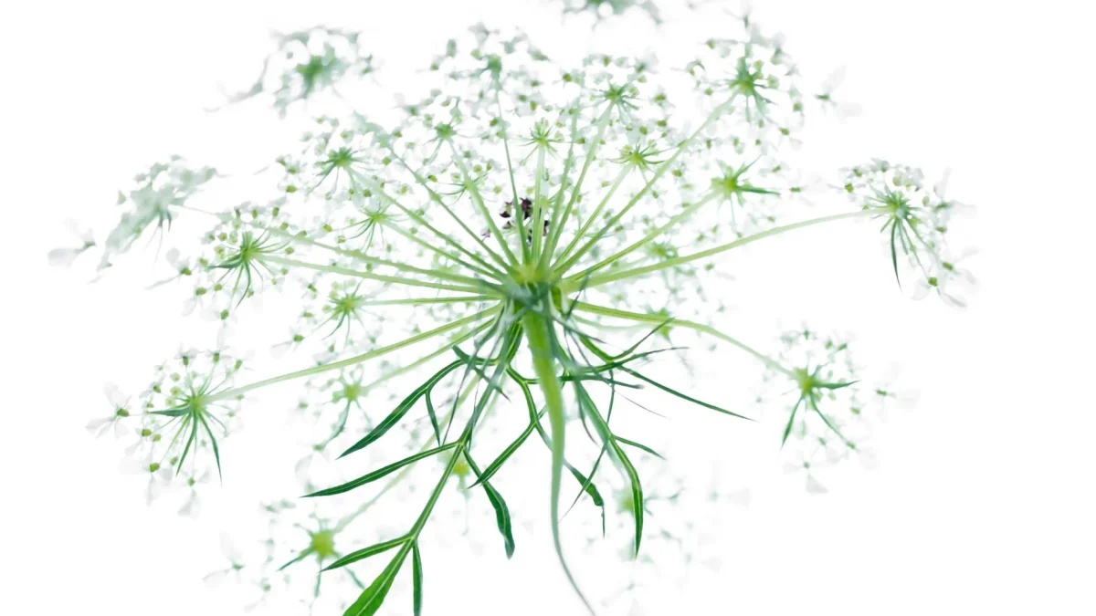 Inflorescence en ombelle vue de dessous, petites fleurs blanches et tiges vertes rayonnantes