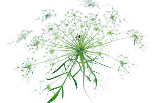 Fleur de carotte sauvage : reconnaissance, floraison et symbolique champêtre