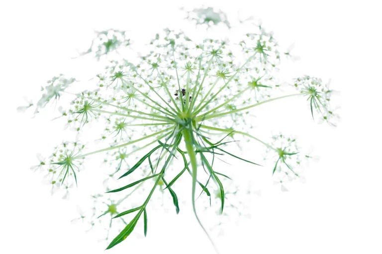 Fleur de carotte sauvage : reconnaissance, floraison et symbolique champêtre