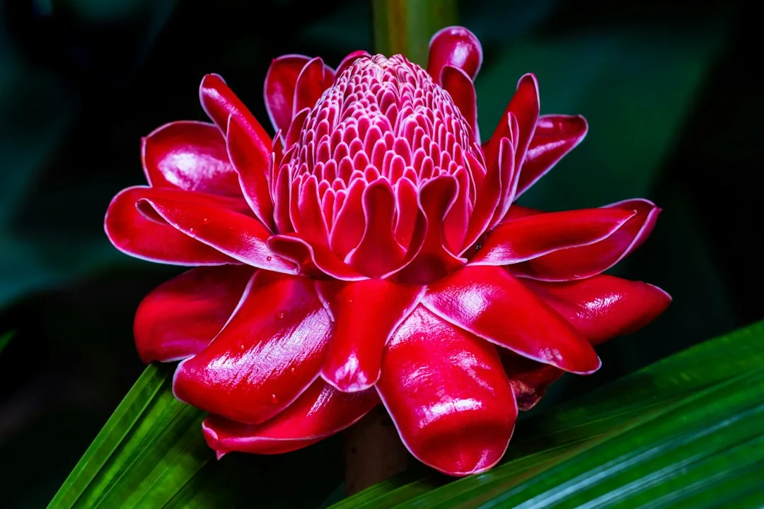 Fleur de gingembre torche rouge aux pétales brillants et au cœur conique écailleux