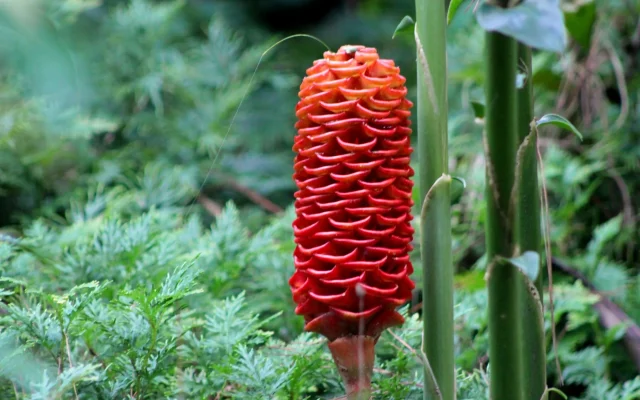 Fleur de gingembre : morphologie, floraison et culture en France
