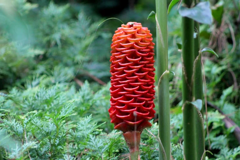 Fleur de gingembre : morphologie, floraison et culture en France