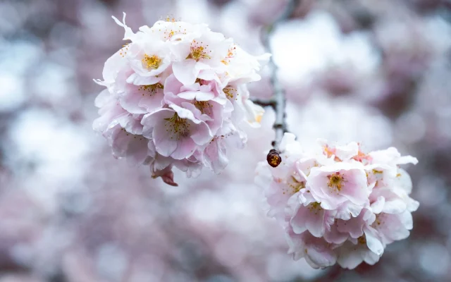 Les fleurs du Japon : espèces emblématiques, symbolique et observation en France