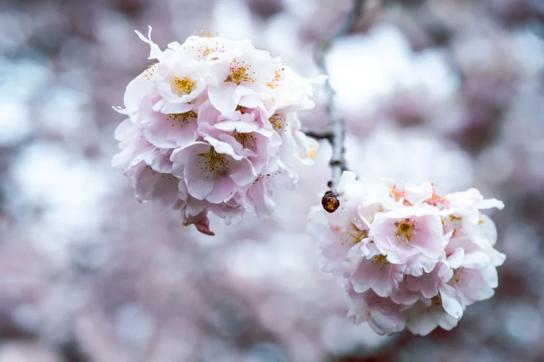 Les fleurs du Japon : espèces emblématiques, symbolique et observation en France