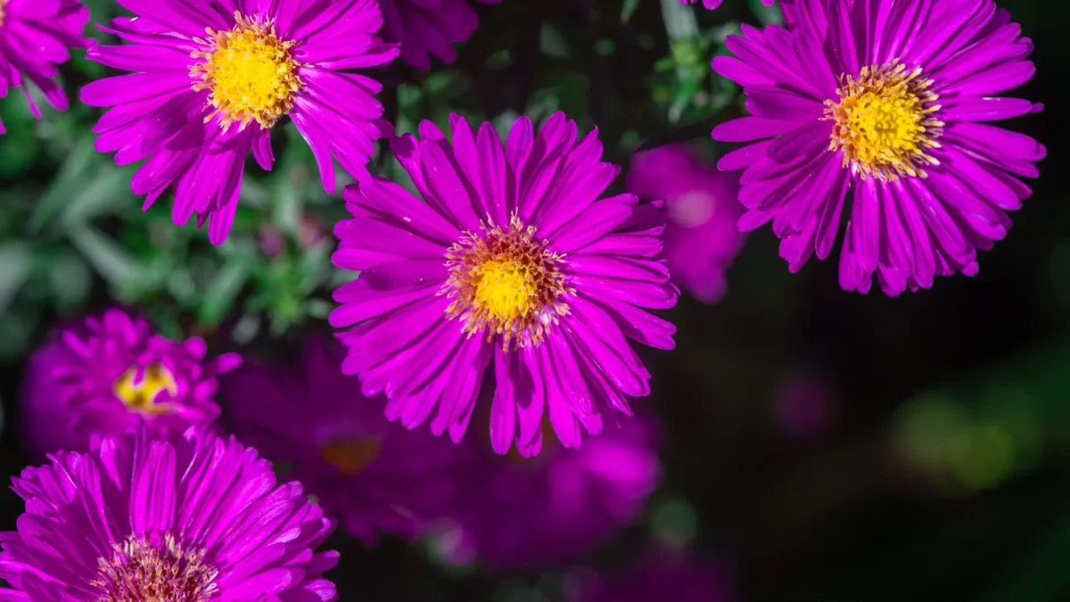 Fleurs d&rsquo;automne : guide d&rsquo;observation des espèces qui fleurissent de septembre à novembre