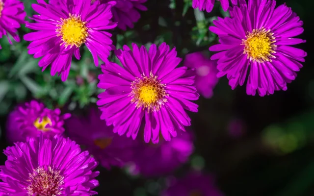 Fleurs d&rsquo;automne : guide d&rsquo;observation des espèces qui fleurissent de septembre à novembre