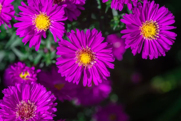 Fleurs d&rsquo;automne : guide d&rsquo;observation des espèces qui fleurissent de septembre à novembre