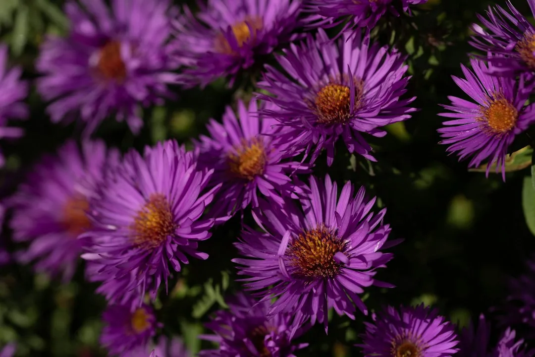 Bouquet dense d'asters violets aux cœurs jaunes orangés en pleine floraison