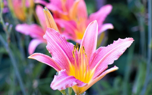 Fleurs d&rsquo;été : calendrier de floraison et espèces à observer en France