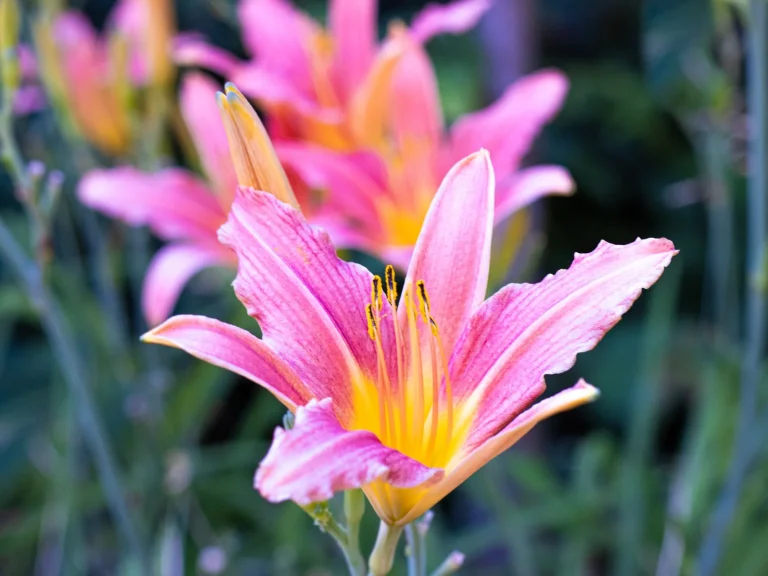 Fleurs d&rsquo;été : calendrier de floraison et espèces à observer en France