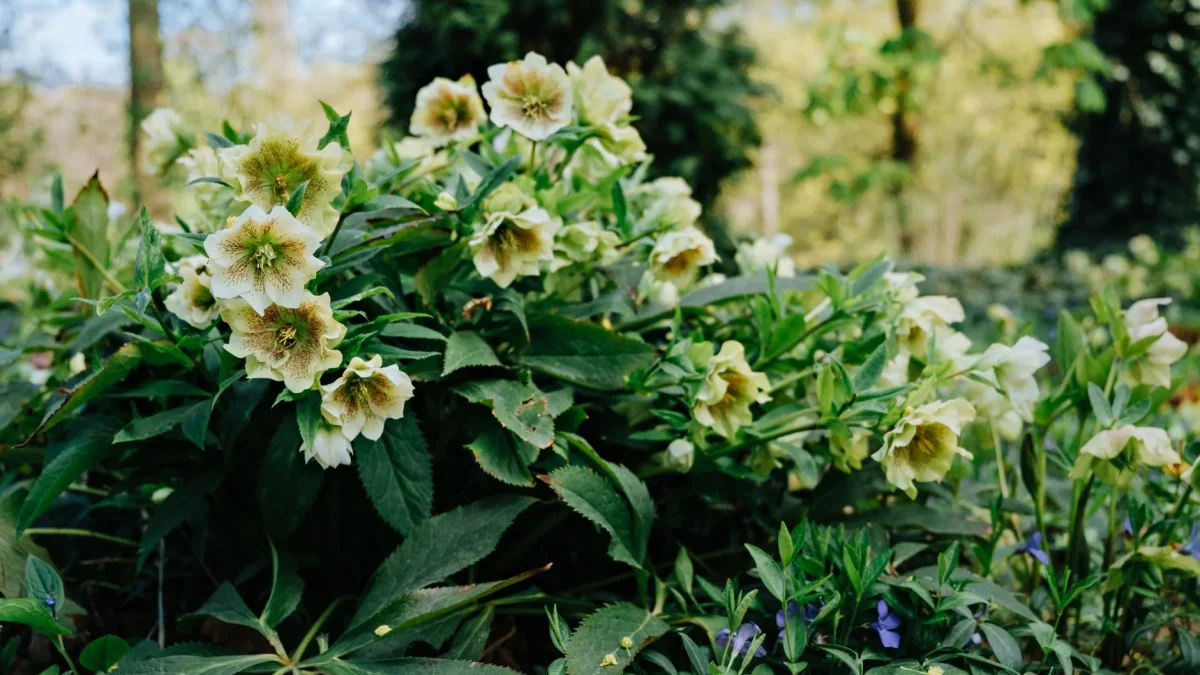 Hellébore : floraison hivernale, espèces à reconnaître et culture au jardin