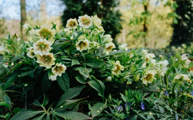 Hellébore : floraison hivernale, espèces à reconnaître et culture au jardin