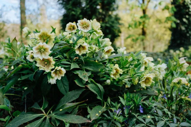 Hellébore : floraison hivernale, espèces à reconnaître et culture au jardin