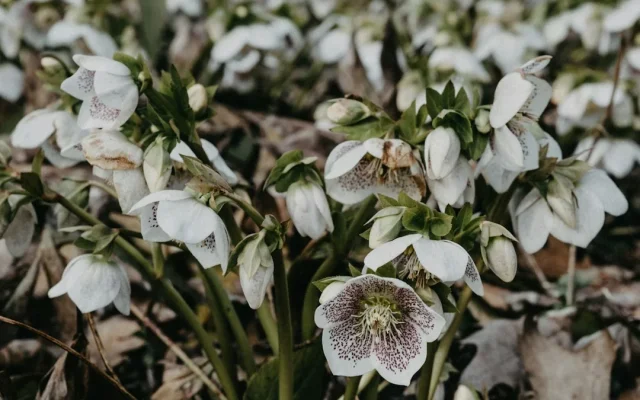 Hellébore noire (Helleborus niger) : la Rose de Noël aux fleurs blanches