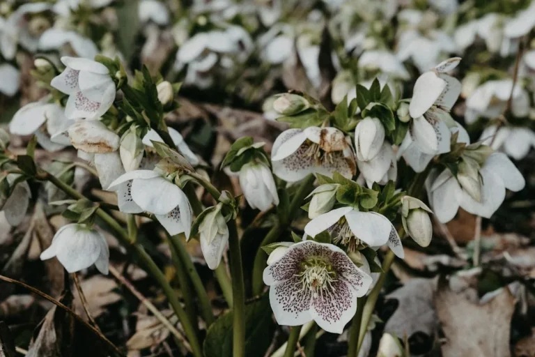 Hellébore noire (Helleborus niger) : la Rose de Noël aux fleurs blanches