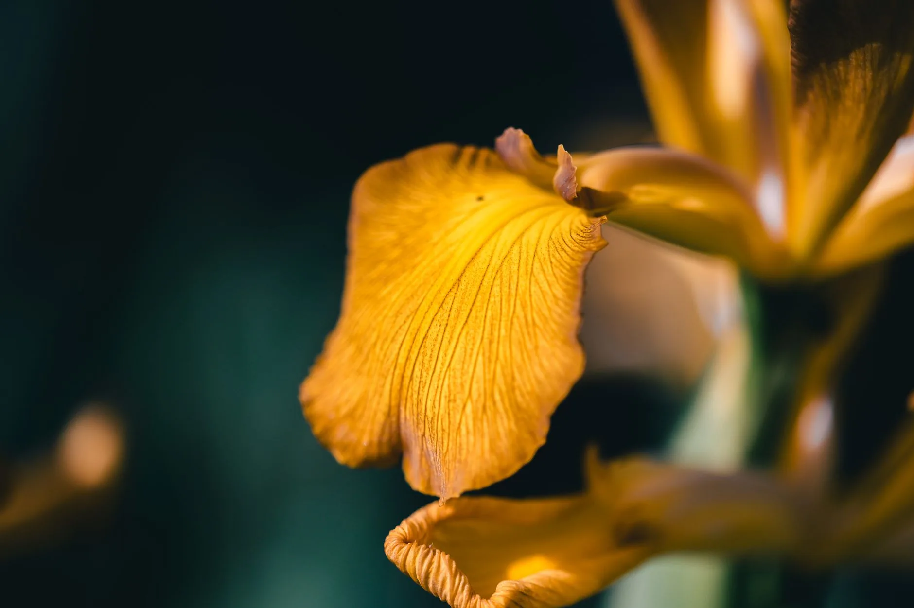 Gros plan sur un pétale jaune-orangé aux nervures fines d'un iris des marais