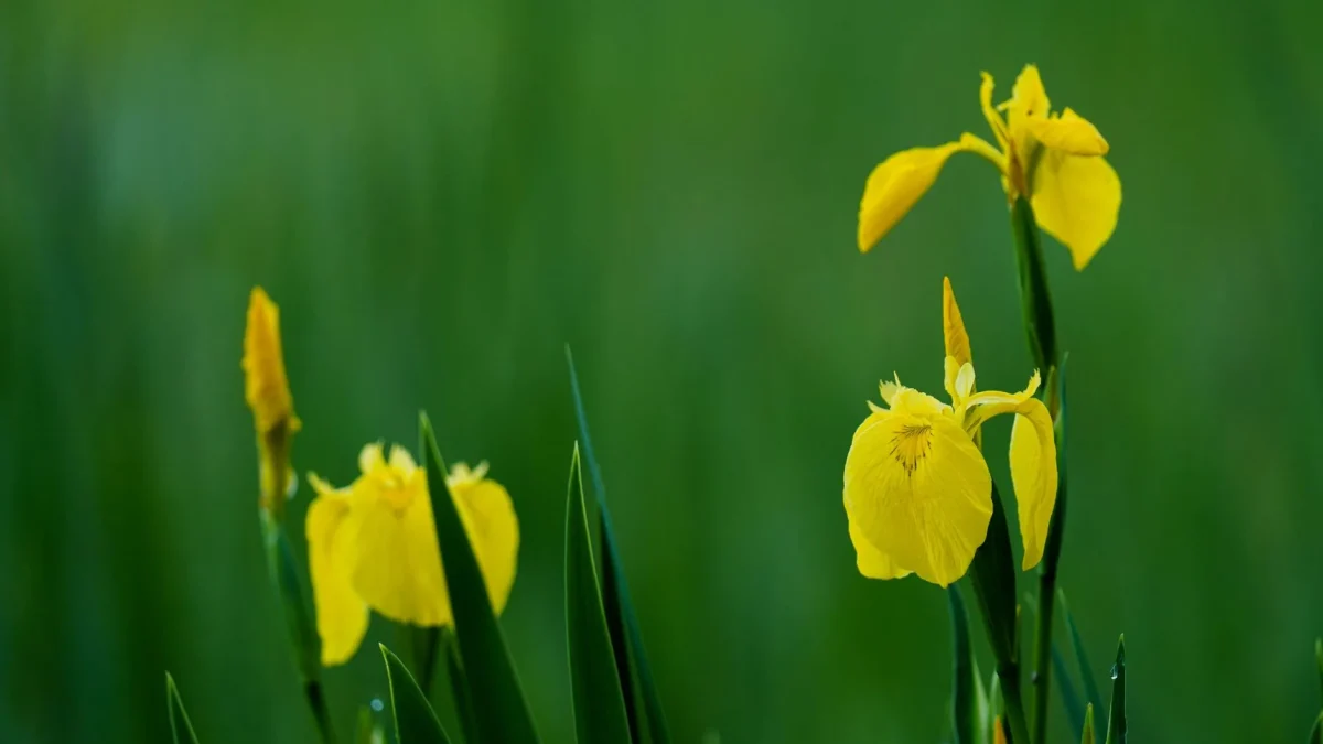 Trois iris jaunes en fleur sur fond de végétation verte floue