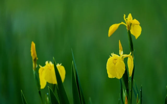 Iris des marais (Iris pseudacorus) : description, floraison et identification