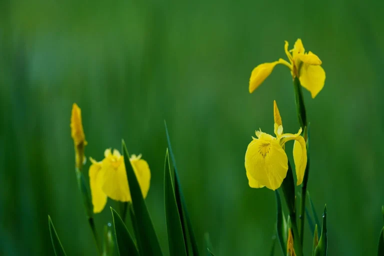 Iris des marais (Iris pseudacorus) : description, floraison et identification