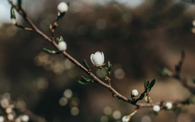 Magnolia stellata : floraison, plantation et observation du magnolia étoilé