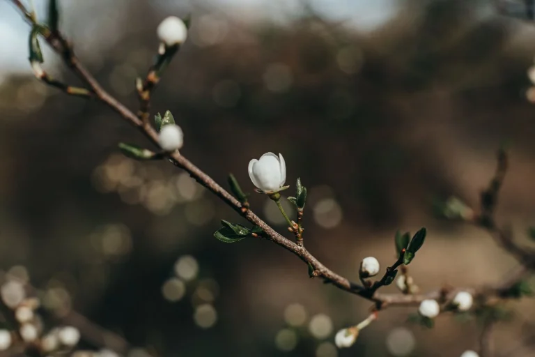 Magnolia stellata : floraison, plantation et observation du magnolia étoilé