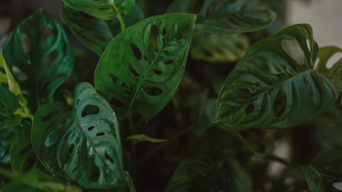 Monstera adansonii : culture, entretien et confusions à éviter