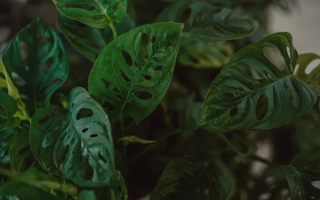 Monstera adansonii : culture, entretien et confusions à éviter
