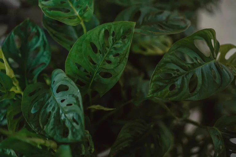 Monstera adansonii : culture, entretien et confusions à éviter