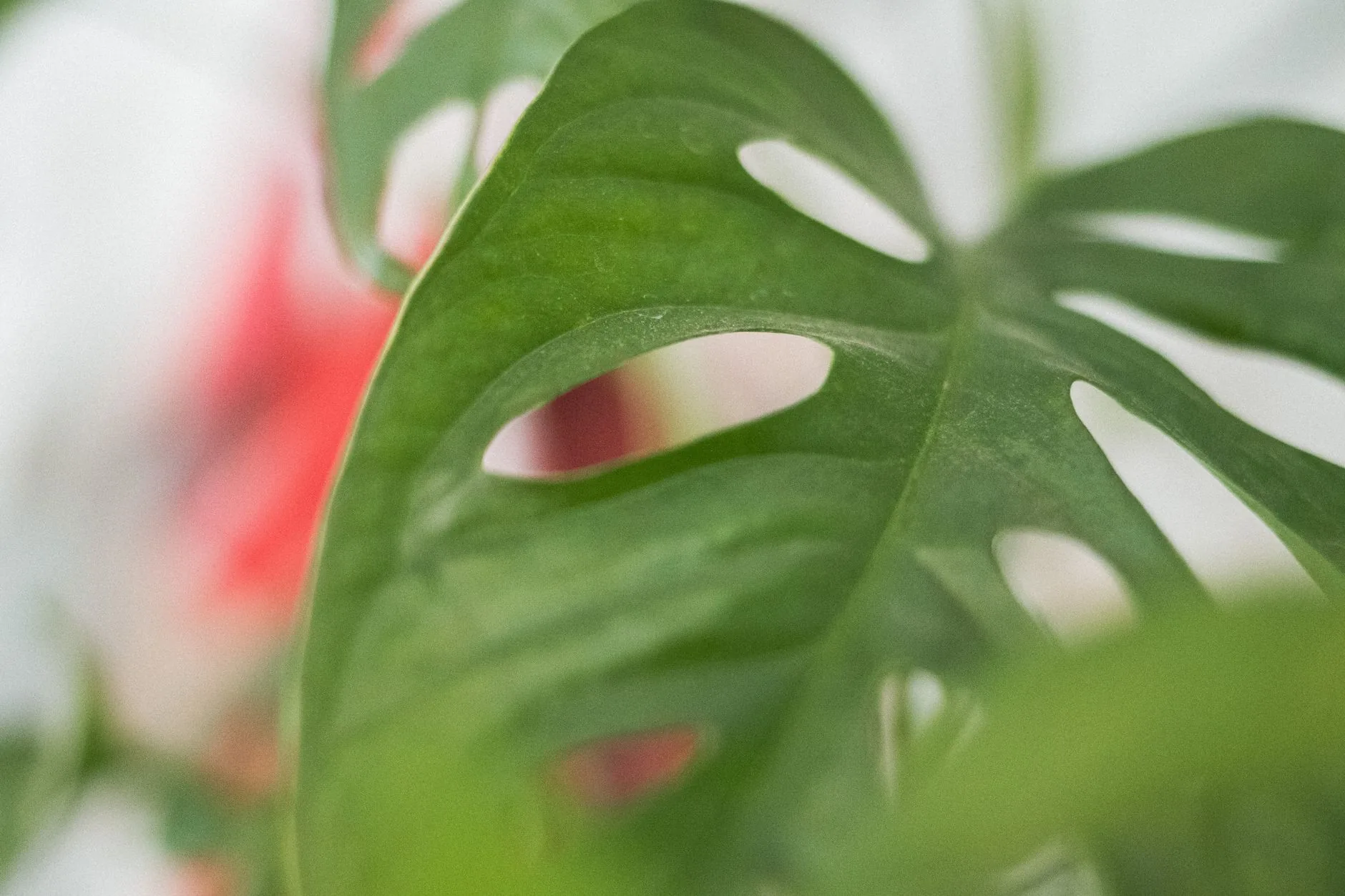 Feuille de monstera adansonii en gros plan avec ses perforations ovales caractéristiques