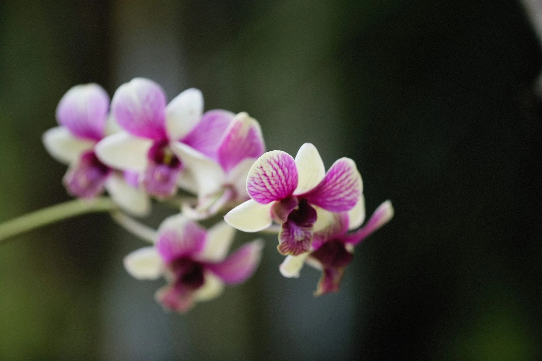 Grappe d'orchidées blanches et violettes en fleur sur une tige verte