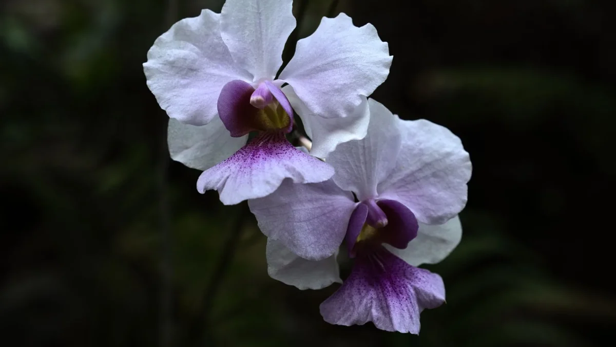 Orchidée bambou (Dendrobium nobile) : reconnaître, cultiver et faire refleurir