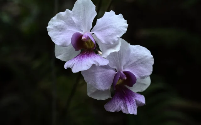 Orchidée bambou (Dendrobium nobile) : reconnaître, cultiver et faire refleurir