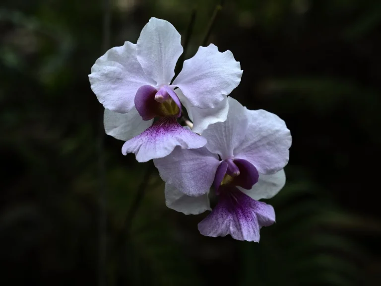 Orchidée bambou (Dendrobium nobile) : reconnaître, cultiver et faire refleurir