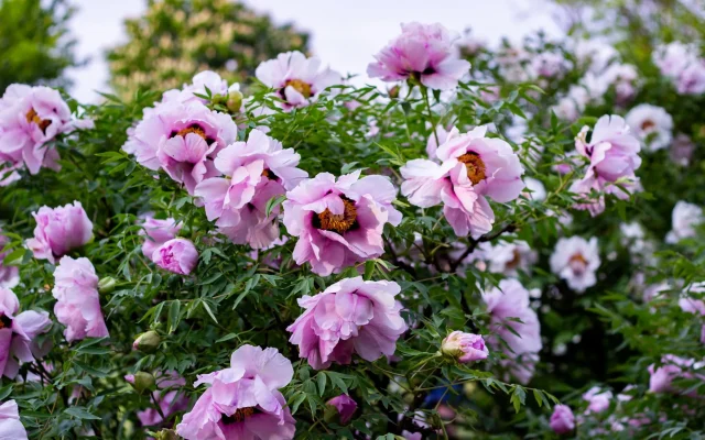 Pivoine arbustive (Paeonia suffruticosa) : botanique, floraison et culture