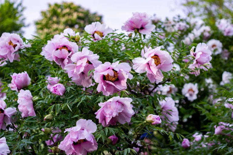 Pivoine arbustive (Paeonia suffruticosa) : botanique, floraison et culture