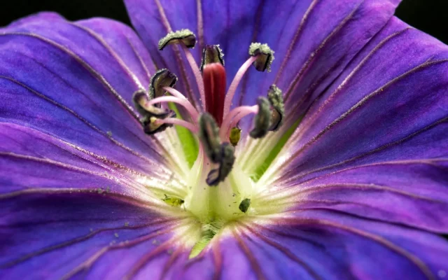 Plante annuelle : cycle de vie, reconnaissance et calendrier en France