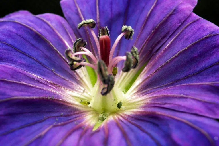 Plante annuelle : cycle de vie, reconnaissance et calendrier en France