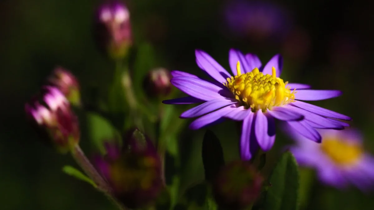 Reine marguerite (Callistephus chinensis) : fiche botanique et observation saisonnière