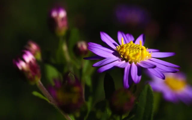 Reine marguerite (Callistephus chinensis) : fiche botanique et observation saisonnière