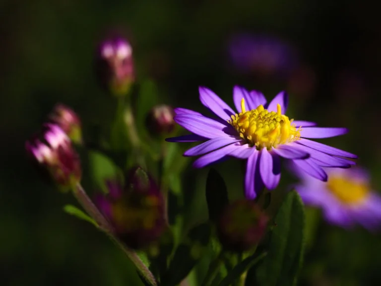 Reine marguerite (Callistephus chinensis) : fiche botanique et observation saisonnière
