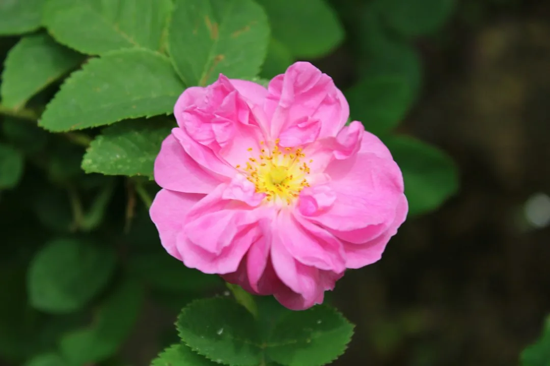 Fleur rose à pétales froissés et cœur jaune entourée de feuilles vertes