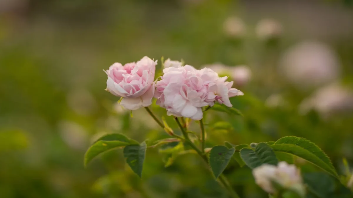 Rose de Damas (Rosa ×damascena) : botanique, floraison et usages