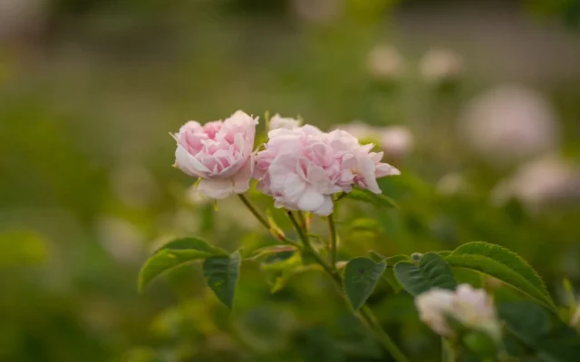 Rose de Damas (Rosa ×damascena) : botanique, floraison et usages